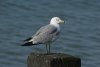 Ring-billed Gull at Westcliff Seafront (Steve Arlow) (33445 bytes)